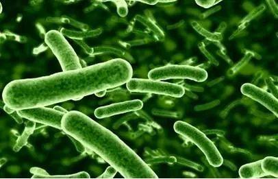 简单来说,酵素菌是由细菌,酵母菌和丝状真菌组成的好氧性有益微生物菌